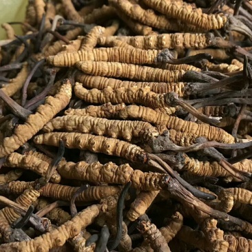 3000条虫草