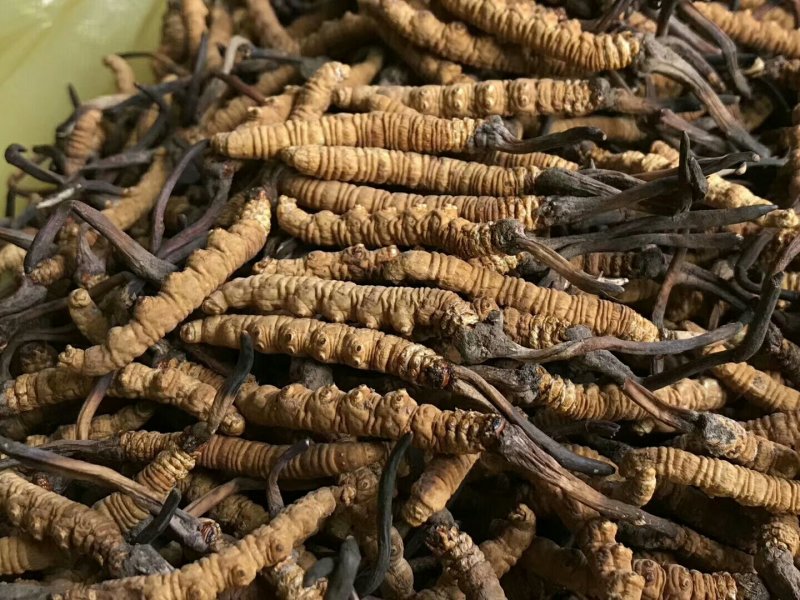3000条虫草