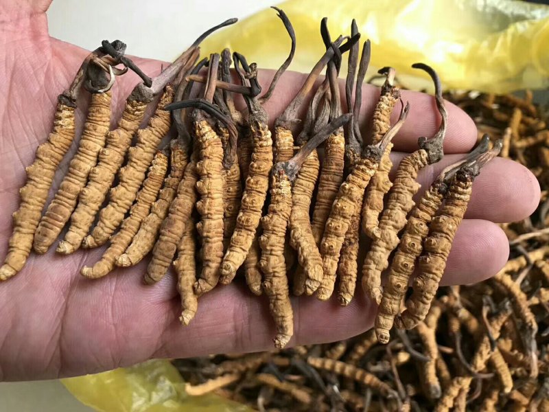 3000条虫草