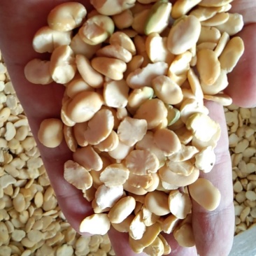 蚕豆瓣