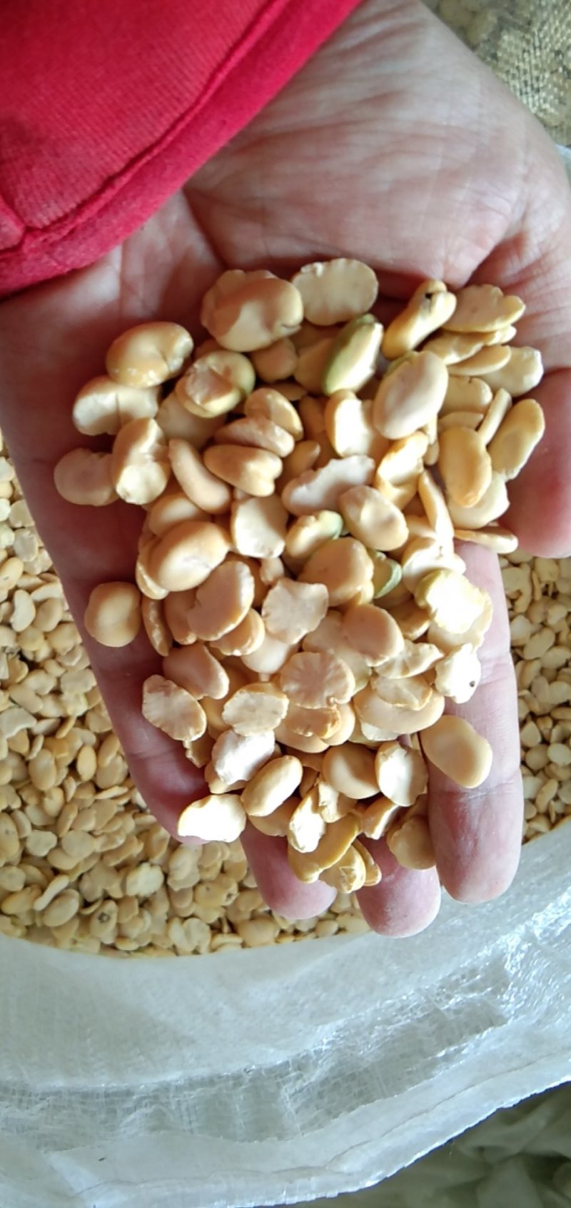 蚕豆瓣