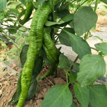 大果辣椒苗，螺丝椒种苗代育批发供应特价优惠