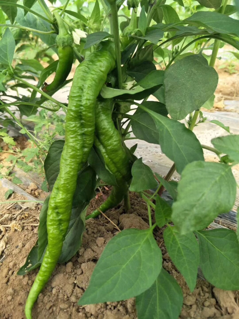 大果辣椒苗，螺丝椒种苗代育批发供应特价优惠
