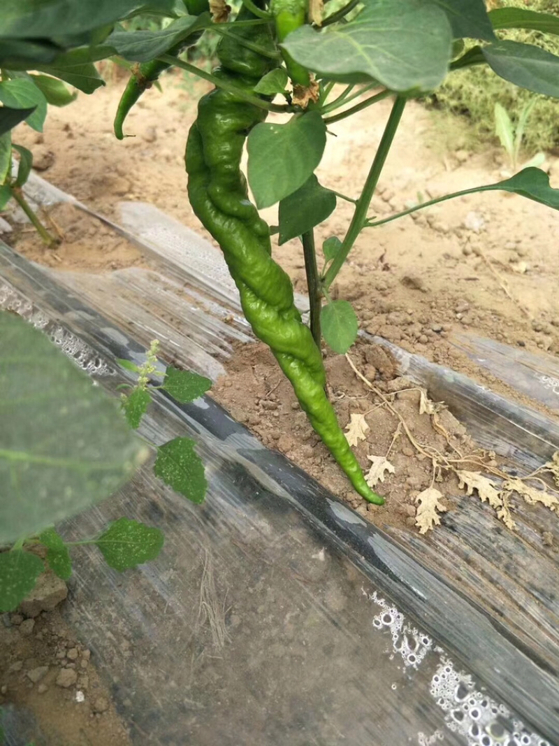 大果辣椒苗，螺丝椒种苗代育批发供应特价优惠