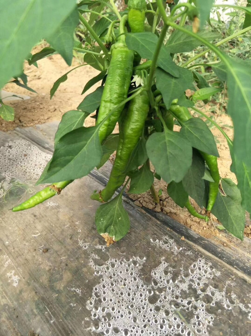 大果辣椒苗，螺丝椒种苗代育批发供应特价优惠