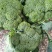 西兰花，河北唐山大量供应