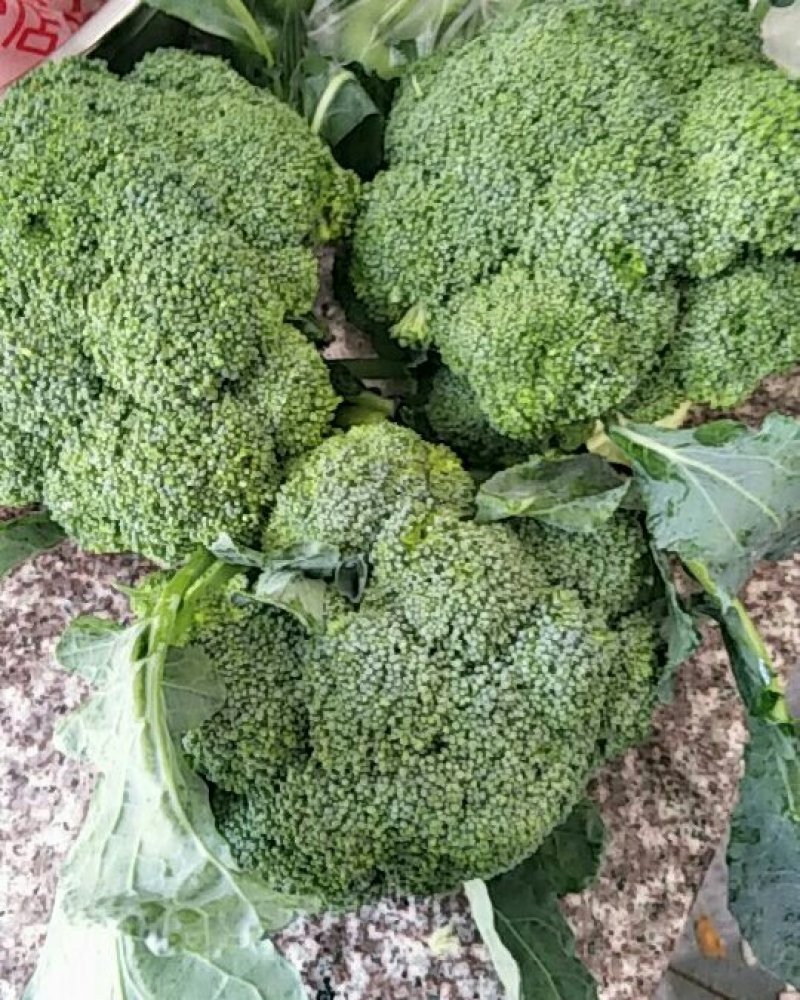 西兰花，河北唐山大量供应