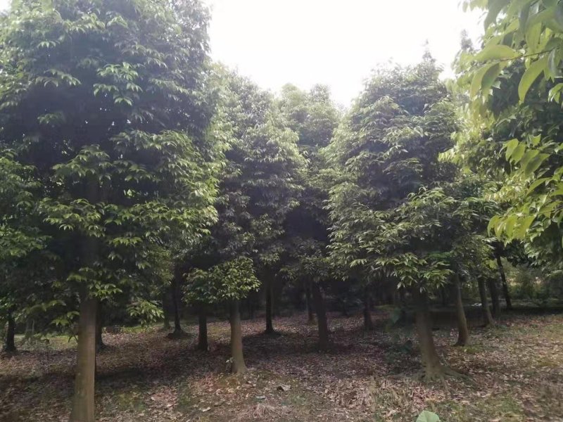 天竺桂，四川省成都市大量出售各种规格天竺桂