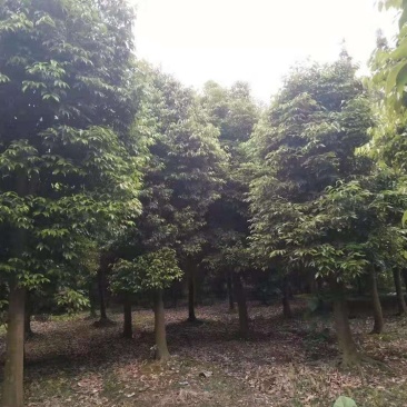天竺桂，四川省成都市大量出售各种规格天竺桂