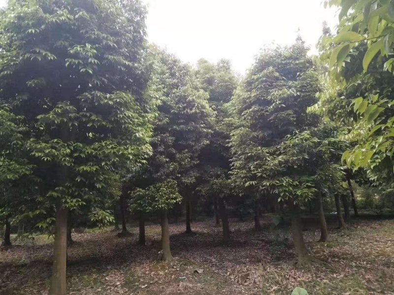 天竺桂，四川省成都市大量出售各种规格天竺桂