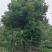 天竺桂，四川省成都市大量出售各种规格天竺桂