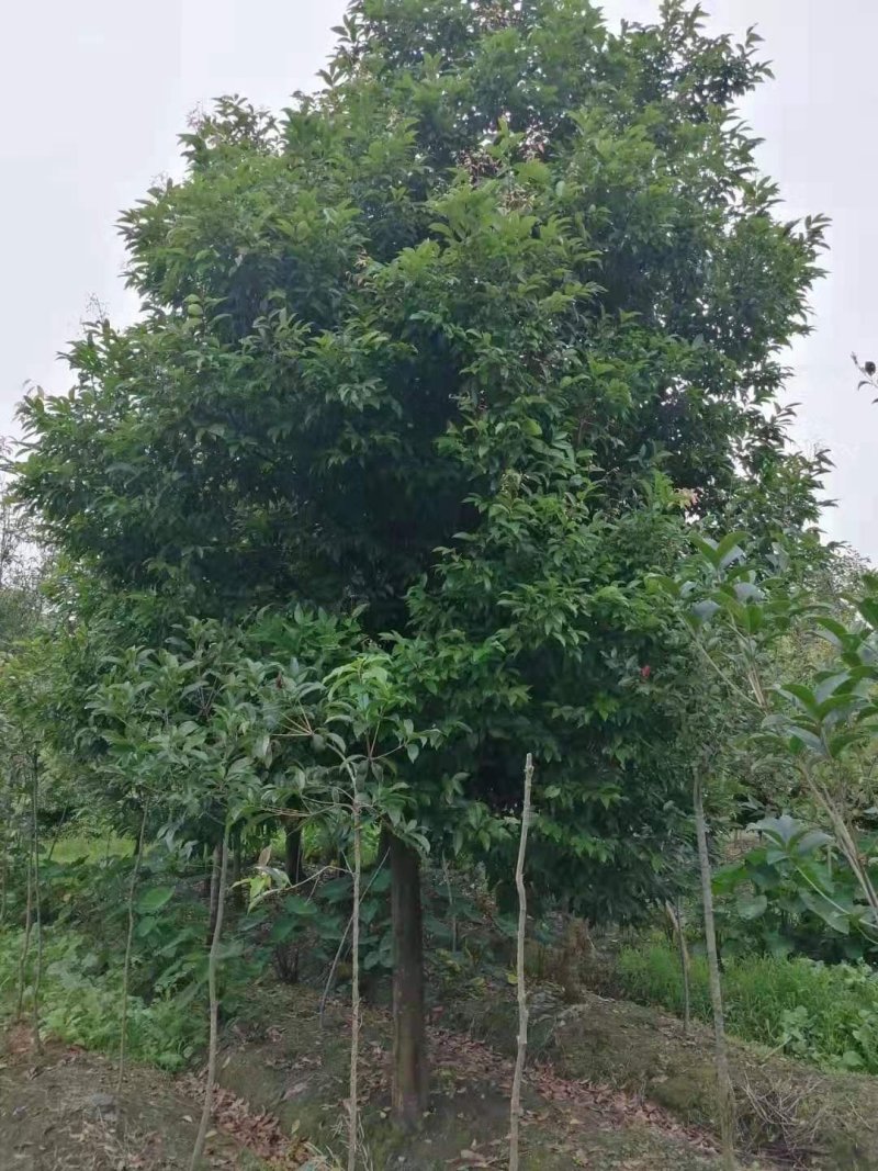 天竺桂，四川省成都市大量出售各种规格天竺桂