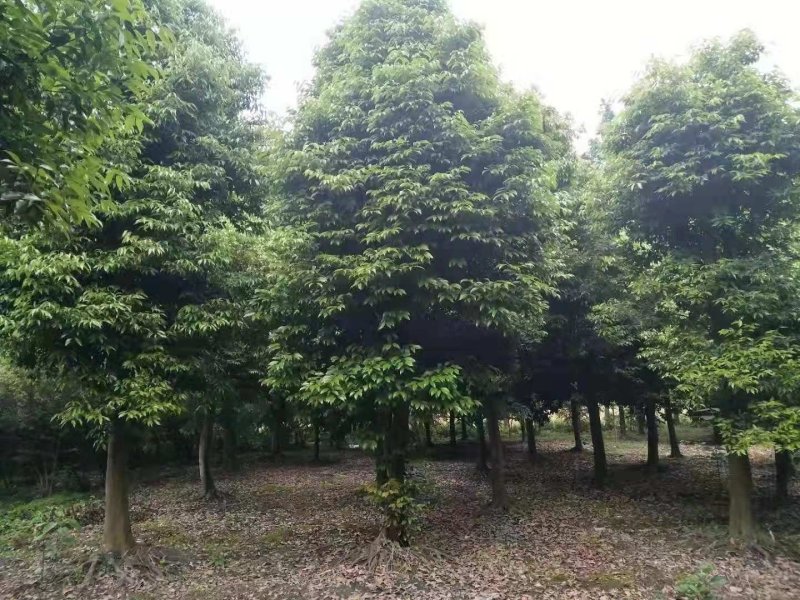 天竺桂，四川省成都市大量出售各种规格天竺桂