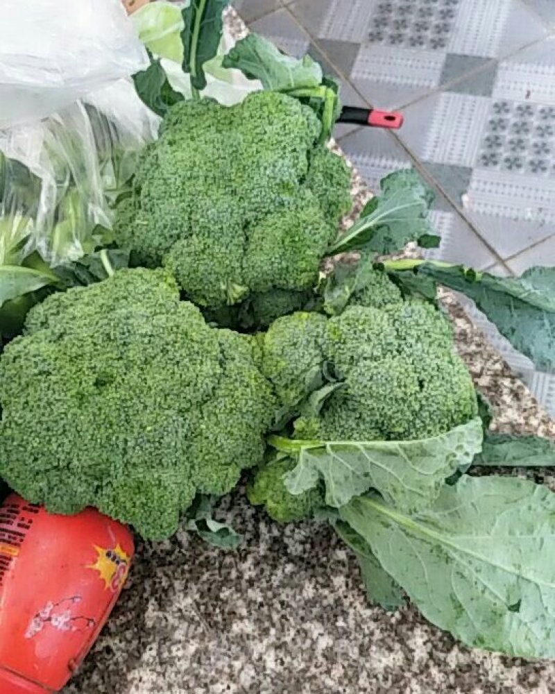 西兰花，河北唐山大量供应