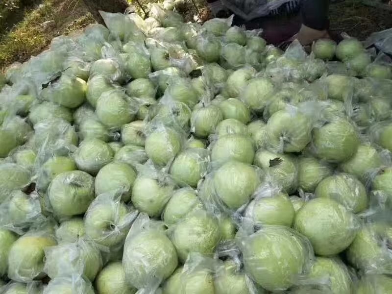 王林苹果，冷库货，箱装，框装都有，价格六毛到一块，货多