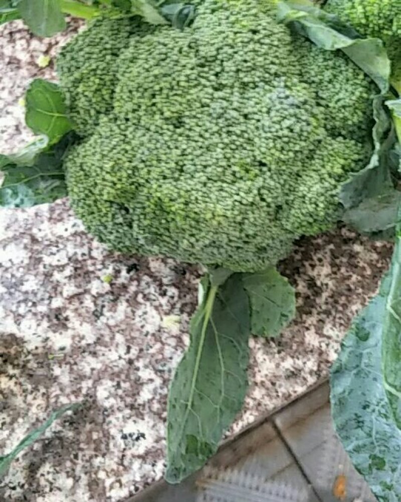 西兰花，河北唐山大量供应