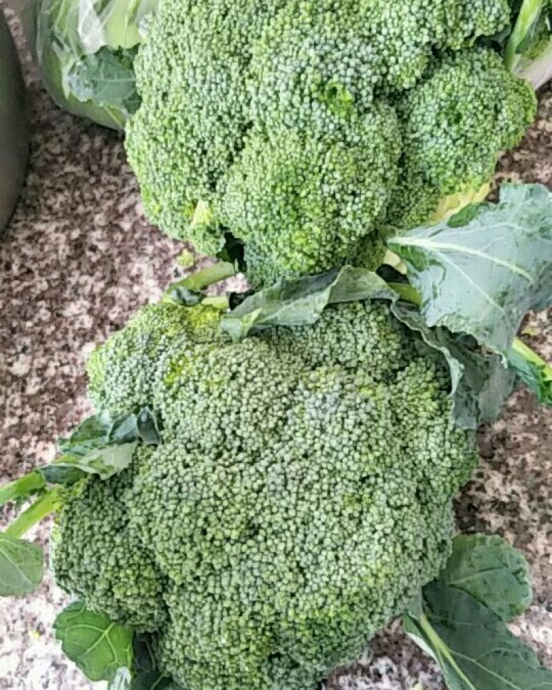 西兰花，河北唐山大量供应