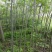 栾树1到3