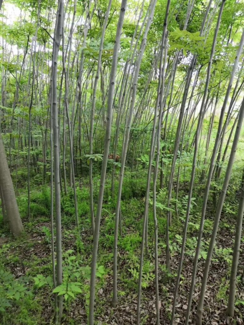 栾树1到3