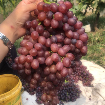玫瑰香葡萄🍇红宝石🍇批发