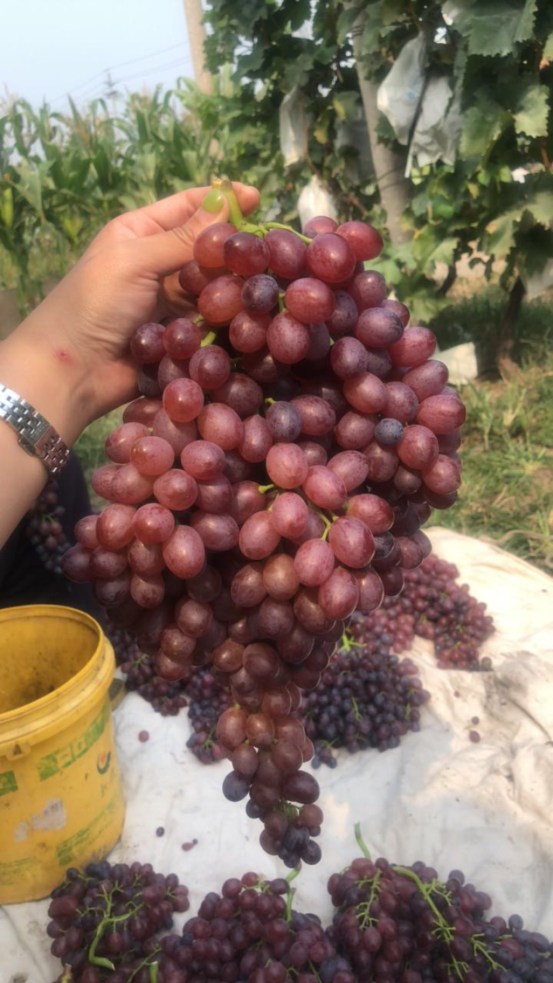 玫瑰香葡萄🍇红宝石🍇批发