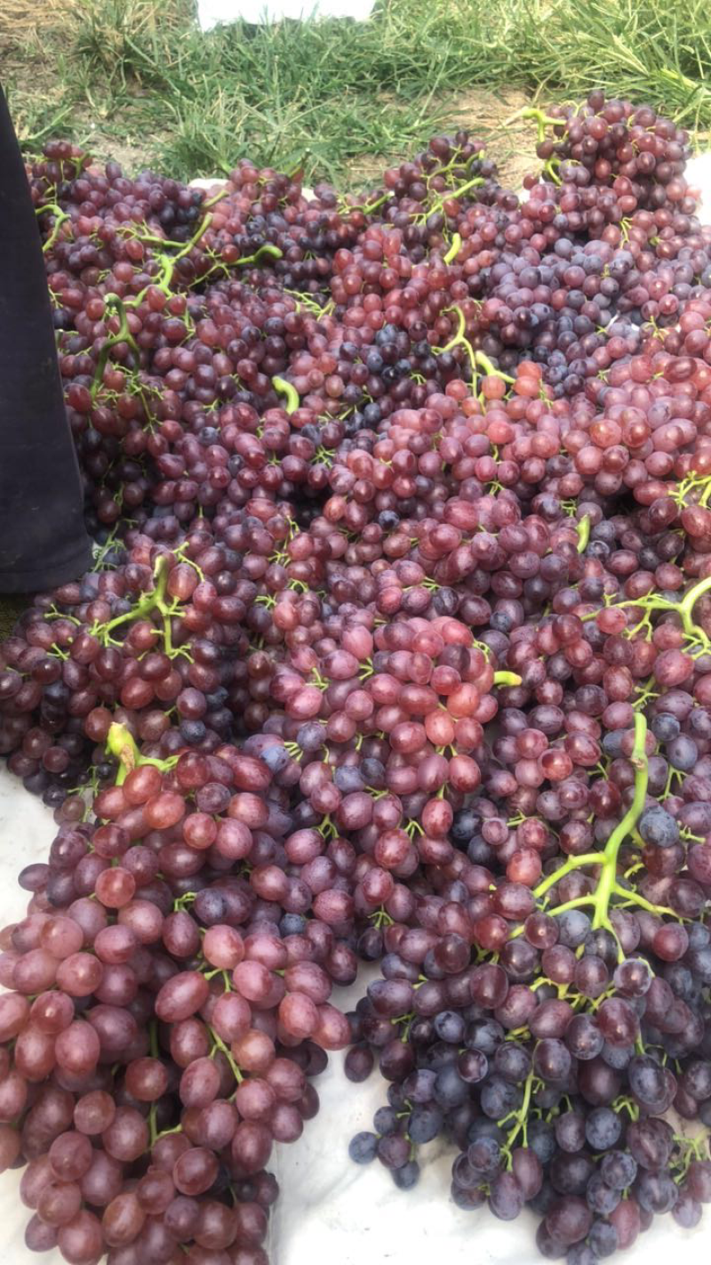 玫瑰香葡萄🍇红宝石🍇批发