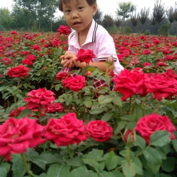 品种月季50~60cm基地直销四季开花营养杯发货