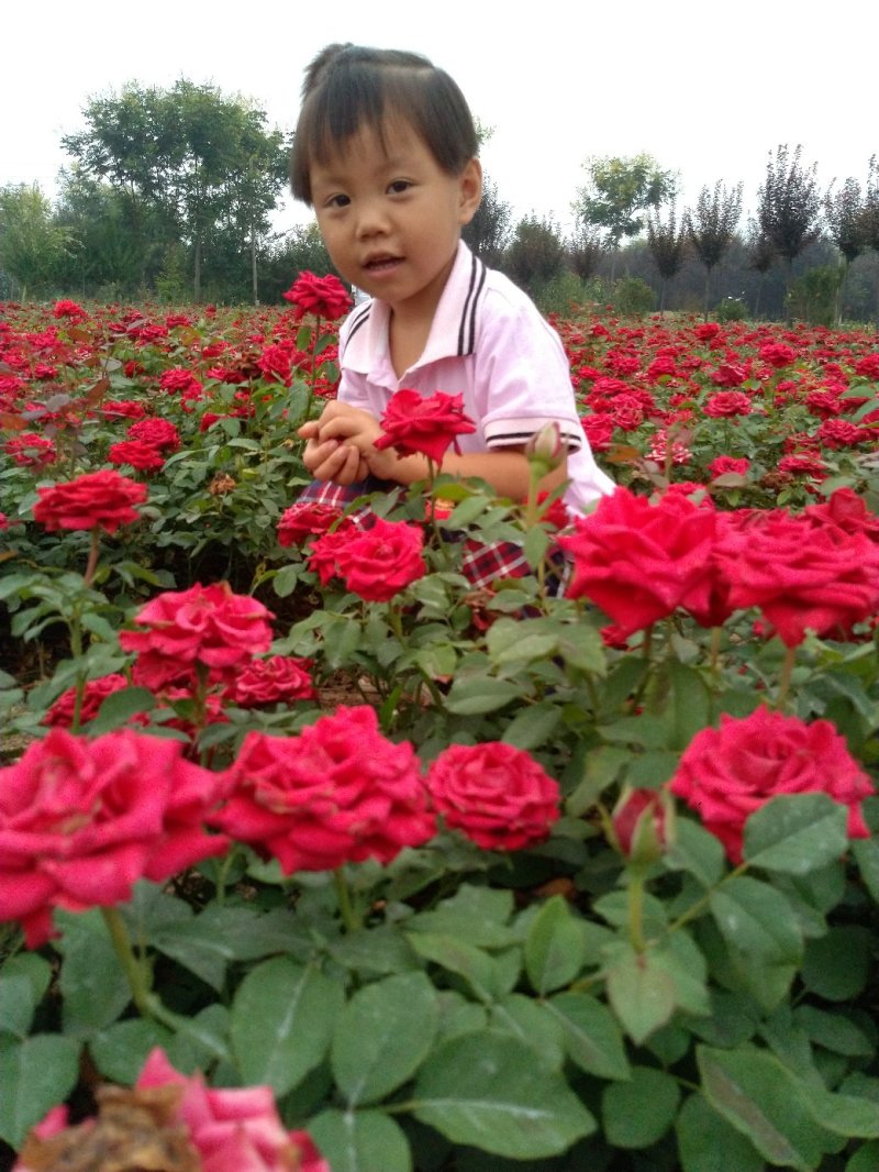 品种月季50~60cm基地直销四季开花营养杯发货