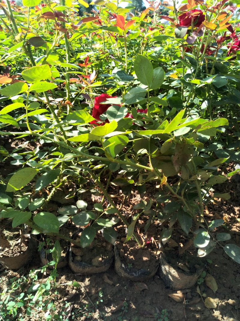 品种月季50~60cm基地直销四季开花营养杯发货