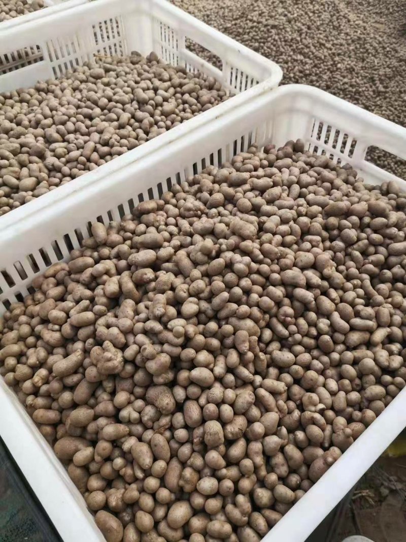 山药豆中豆大豆整车物流发货