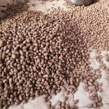 山药豆中豆大豆整车物流发货