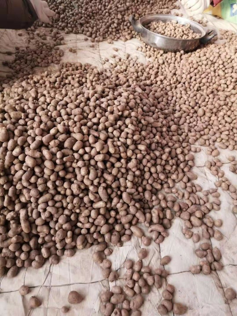 山药豆中豆大豆整车物流发货