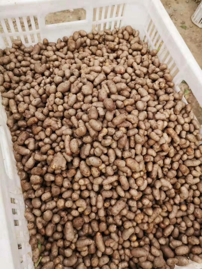 山药豆中豆大豆整车物流发货