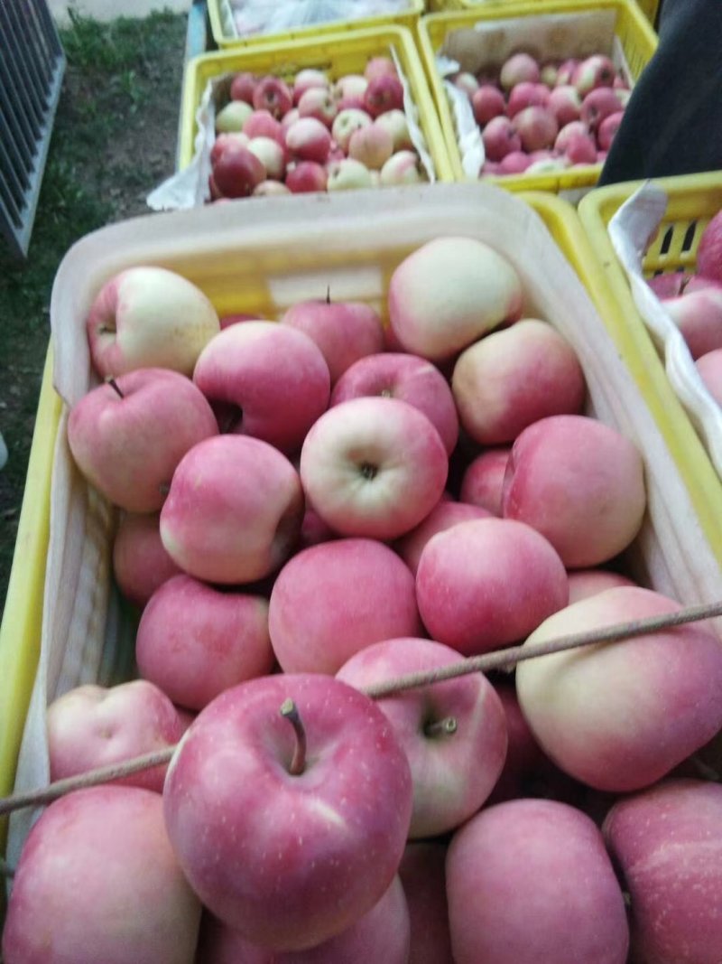 甘肃礼县花牛苹果大量批发一件代发
