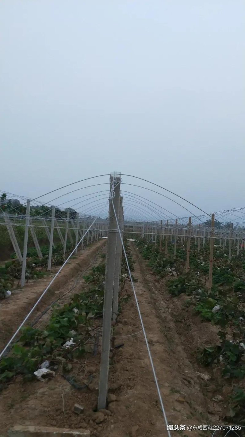 葡萄棚架水泥柱售铝包钢丝专业各种棚架搭建