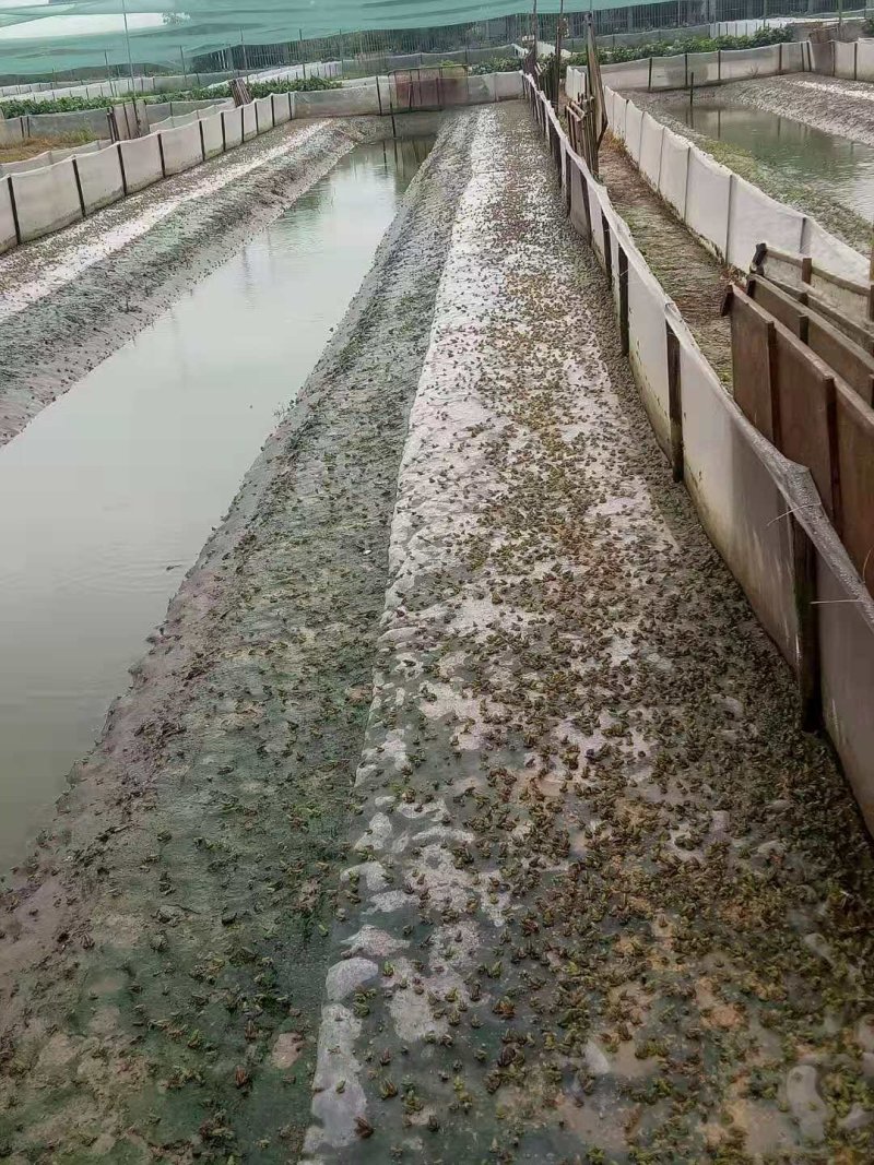 青蛙苗出售，蝌蚪，卵块，需要现在可以预定，一对一技术指导