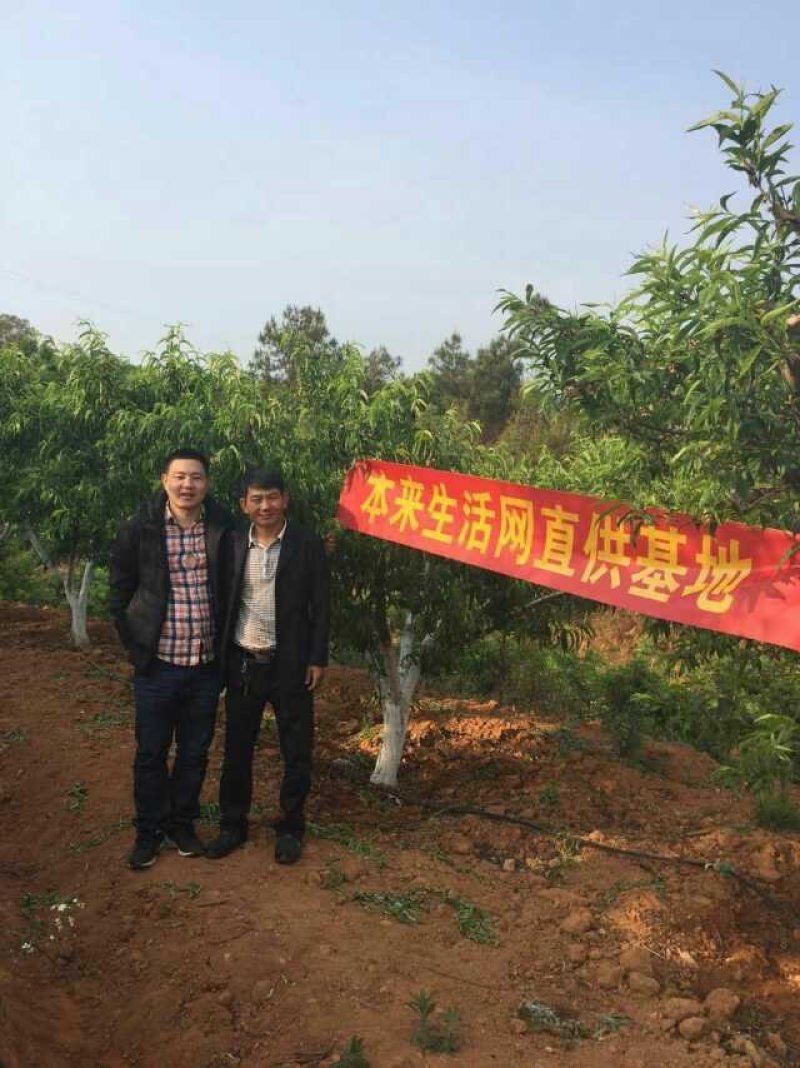 永仁冬桃，日照时间长，昼夜温差大，绿色生态县！