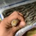 熟冻皮皮虾大量母虾公虾熟冻活虾，活冻好苏鲁海产品品批发