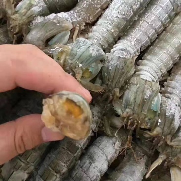 熟冻皮皮虾大量母虾公虾熟冻活虾，活冻好苏鲁海产品品批发