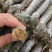 熟冻皮皮虾大量母虾公虾熟冻活虾，活冻好苏鲁海产品品批发