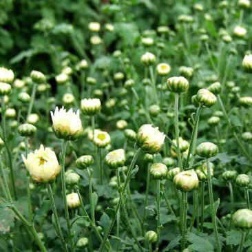 杭白菊