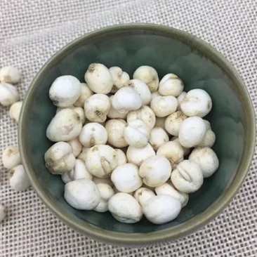 藏贝母，道地药材，质优价实，品质保证，药典标准，产地西藏