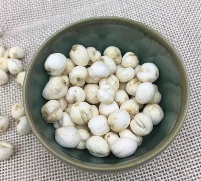 藏贝母，道地药材，质优价实，品质保证，药典标准，产地西藏