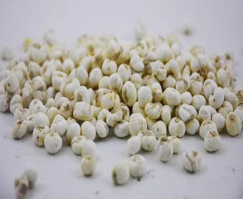 藏贝母，道地药材，质优价实，品质保证，药典标准，产地西藏
