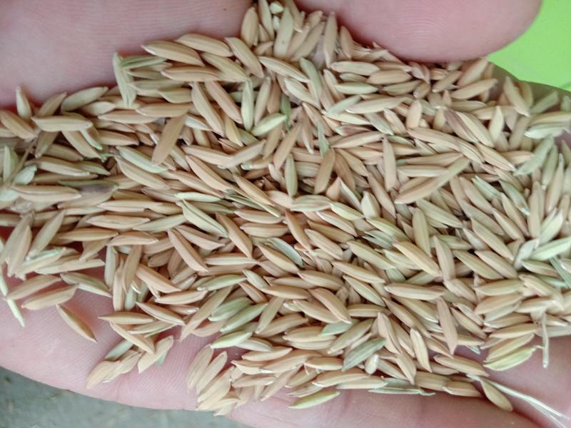 现在收割的野香优丝苗，软粘优质稻