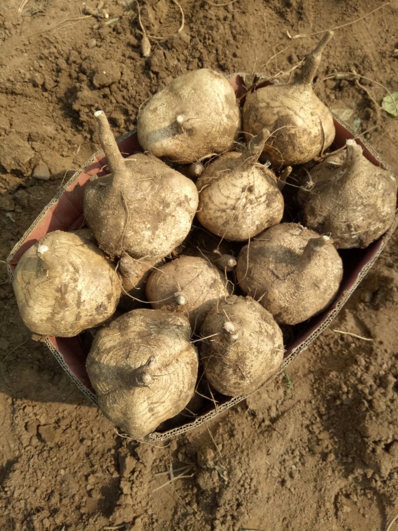 豆薯凉薯地瓜沙葛