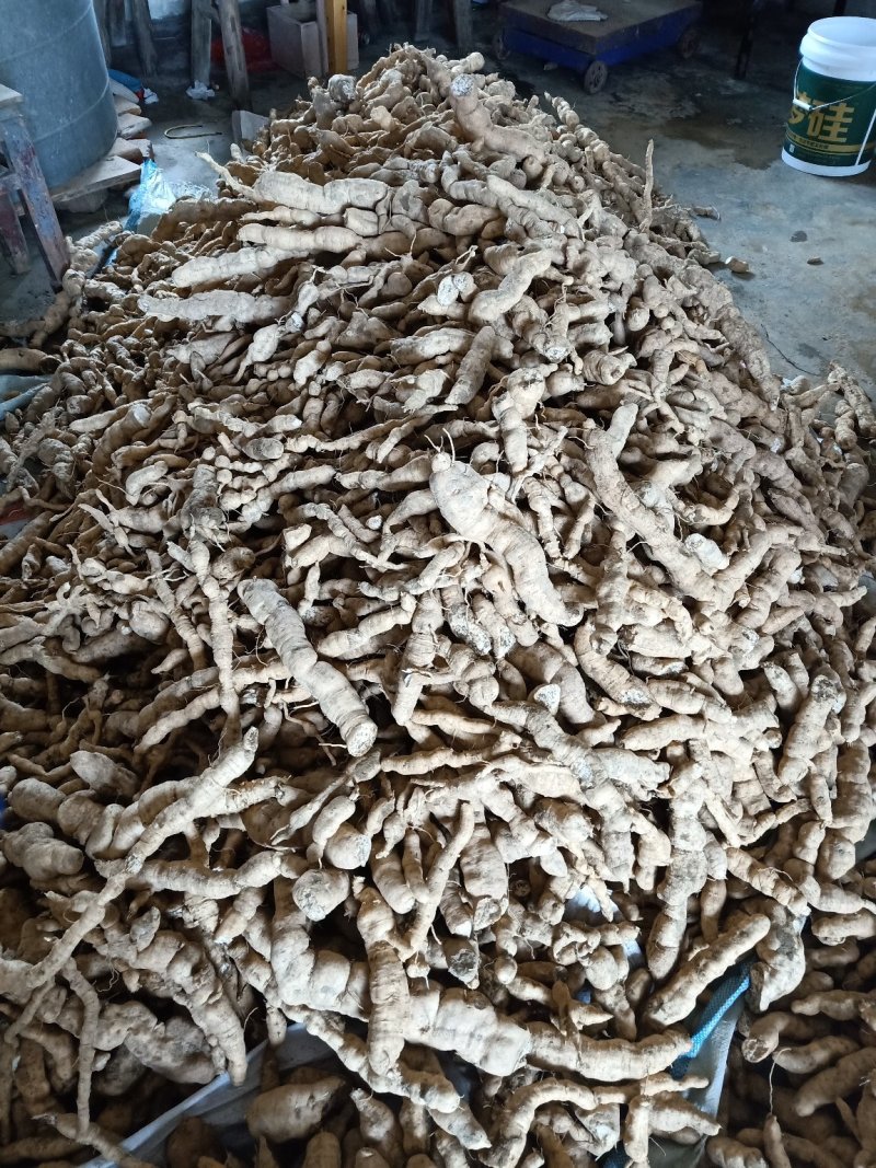 中国瓜蒌之乡签合同瓜蒌苗亩产300到500斤包技术包回收
