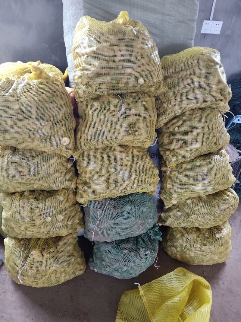 中国瓜蒌之乡签合同瓜蒌苗亩产300到500斤包技术包回收