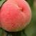 【精选】水蜜桃树苗包成活包品种提供技术指导基地直供