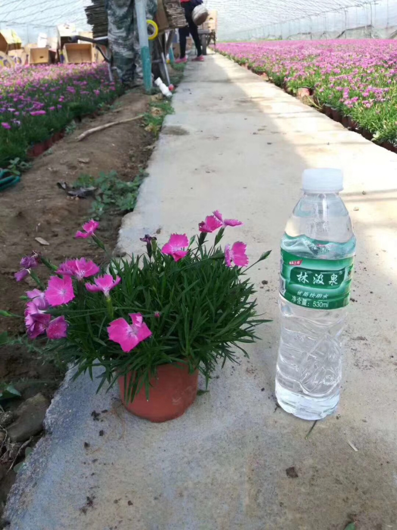 欧石竹基地直供质优价廉欢迎实地考察
